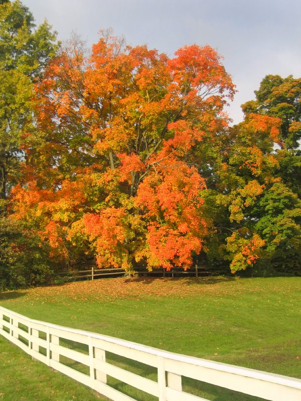 Prep Your Wooden Fence for Cooler Fall Weather