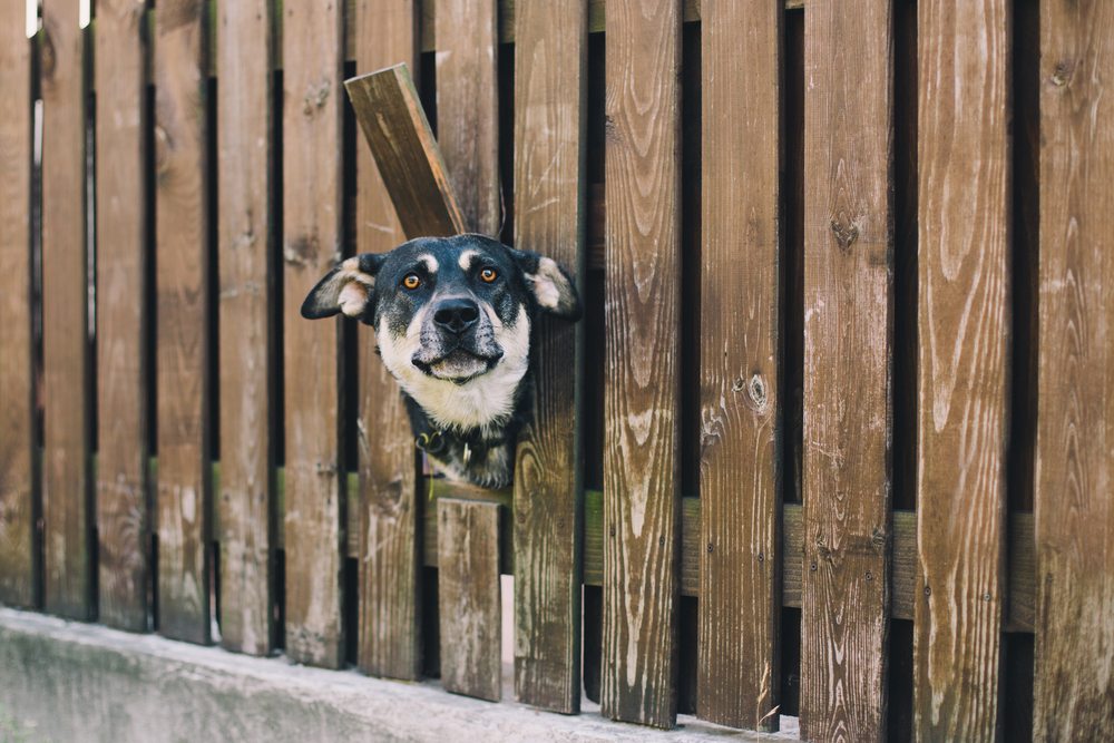Best Fences for Pets